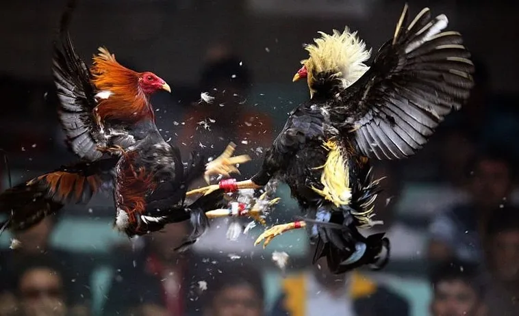 Bí Kíp Chơi Đá Gà Sabong Tại 8KBet Thắng Lớn Mỗi Ngày